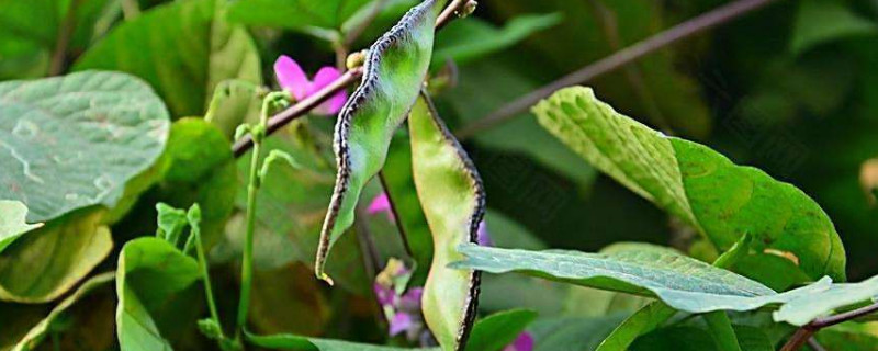 梅豆種植時間及技術要點