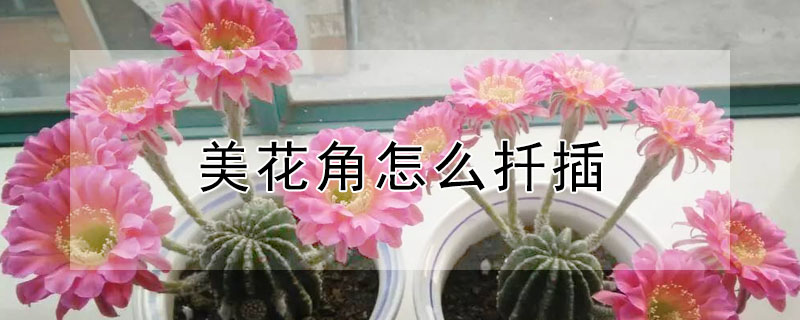 美花角怎麼扡插