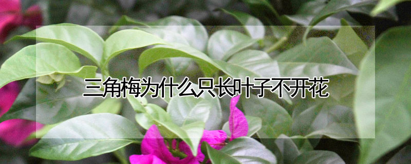 三角梅為什麼隻長葉子不開花