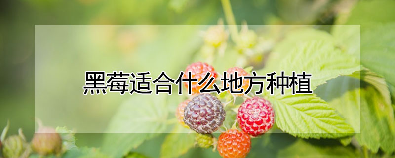 黑莓適合什麼地方種植