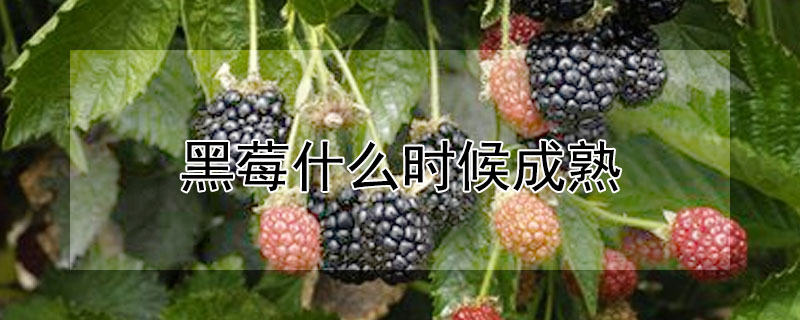 黑莓什麼時候成熟