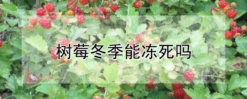 樹莓冬季能凍死嗎