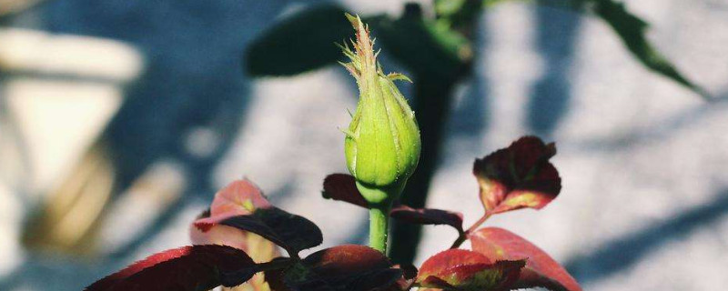 月季花苞期施什麼肥