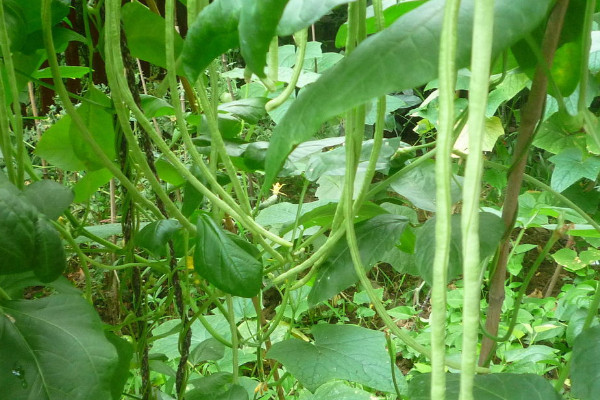 虹豆種植時間與方法