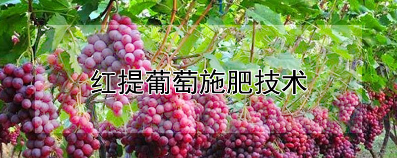 紅提葡萄施肥技術