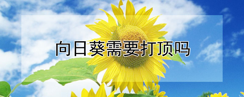 向日葵需要打頂嗎