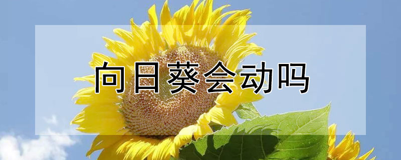 向日葵會動嗎