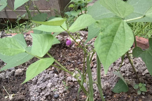 北方無架豆角怎麼種植