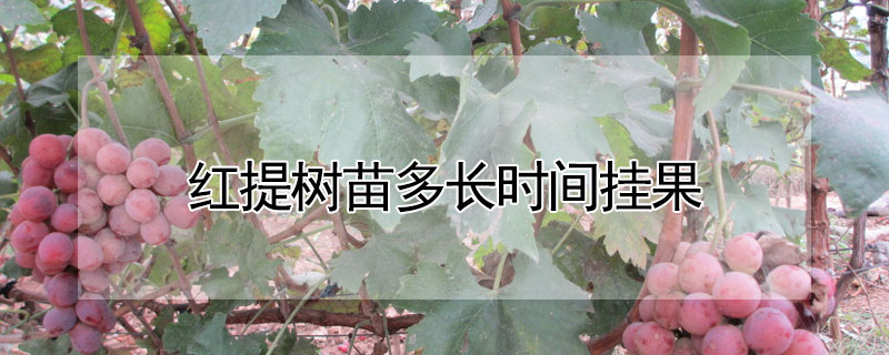 紅提樹苗多長時間掛果