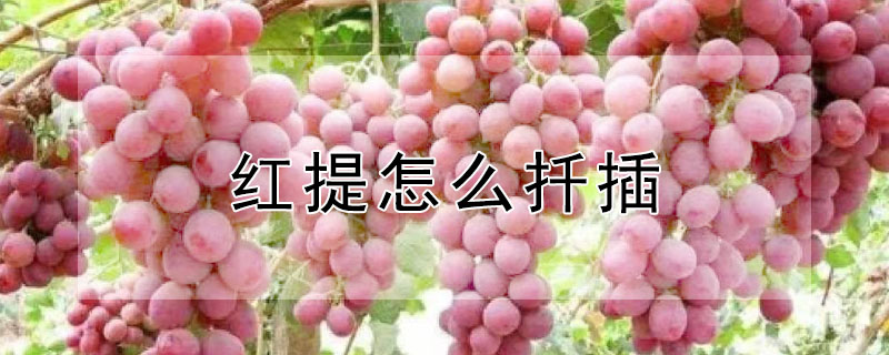 紅提怎麼扡插