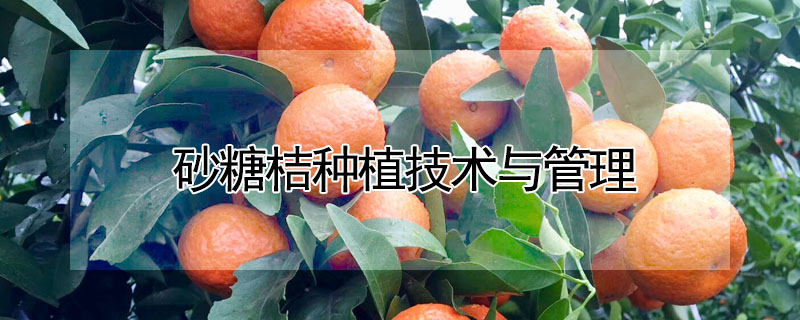 砂糖桔種植技術與管理