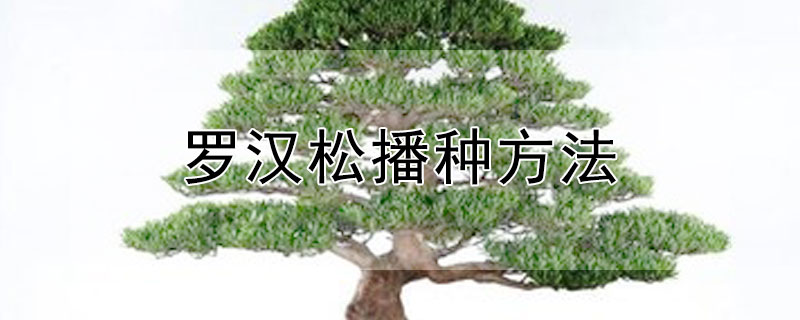 羅漢鬆播種方法