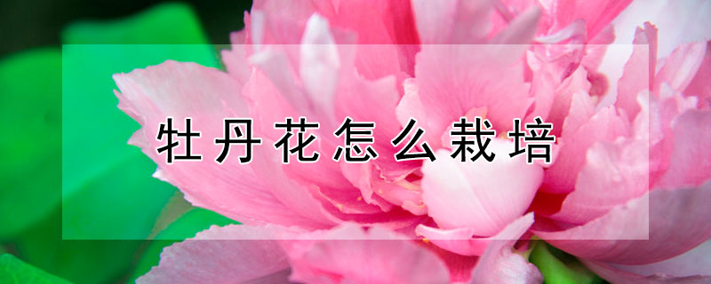 牡丹花怎麼栽培