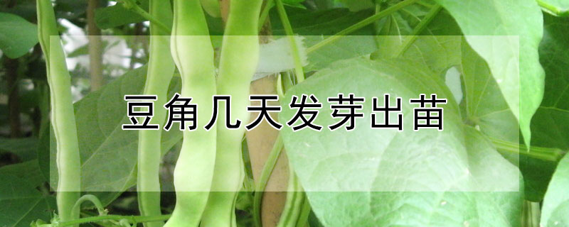 豆角幾天發芽出苗