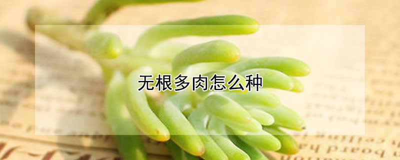 無根多肉怎麼種