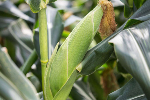 玉米的種植方法和技術