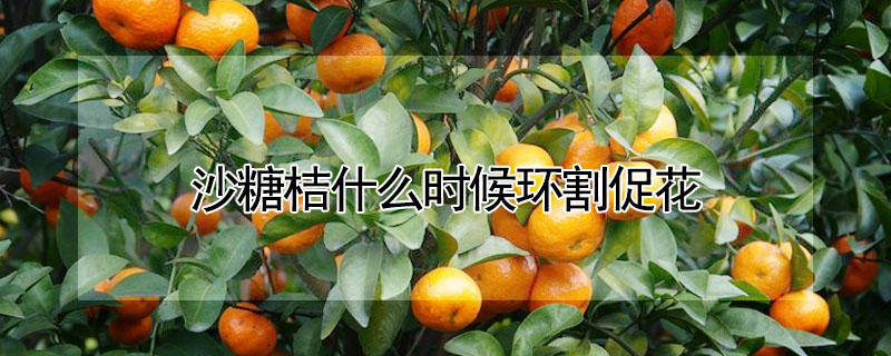 沙糖桔什麼時候環割促花