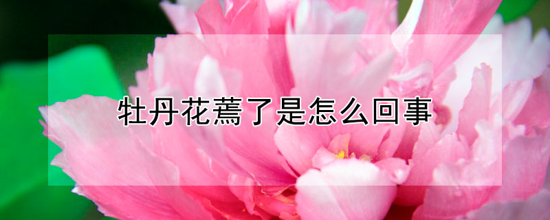 牡丹花蔫了是怎麼回事