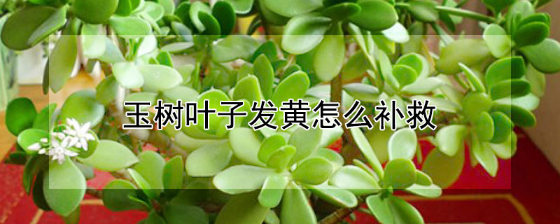 玉樹葉子發黃怎麼補救