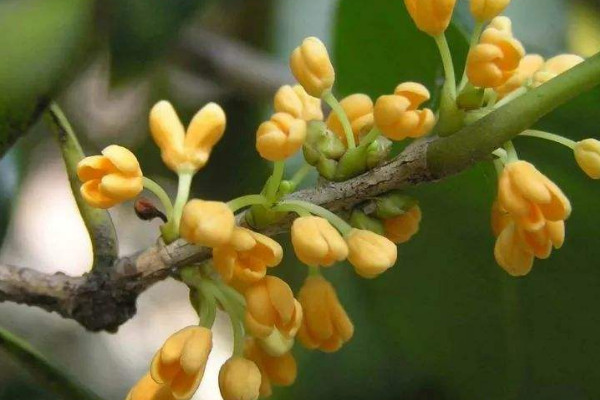 桂花用什麼樹嫁接