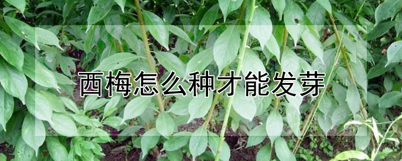 西梅怎麼種才能發芽