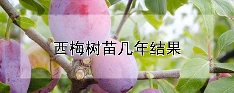 西梅樹苗幾年結果