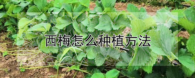 西梅怎麼種植方法