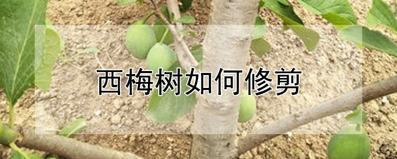 西梅樹如何修剪