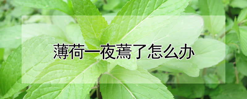 薄荷一夜蔫了怎麼辦