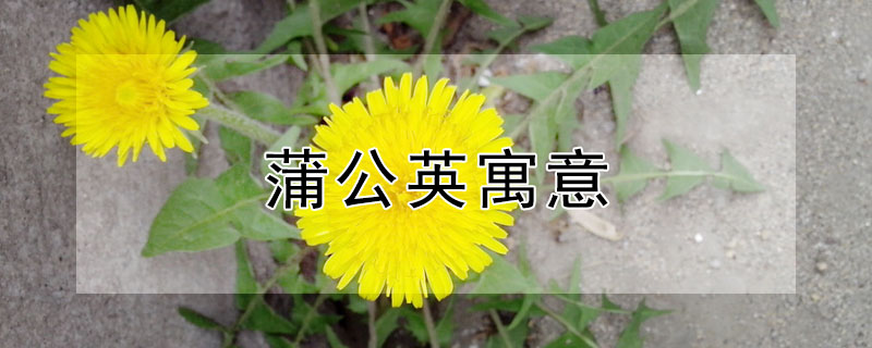 蒲公英寓意