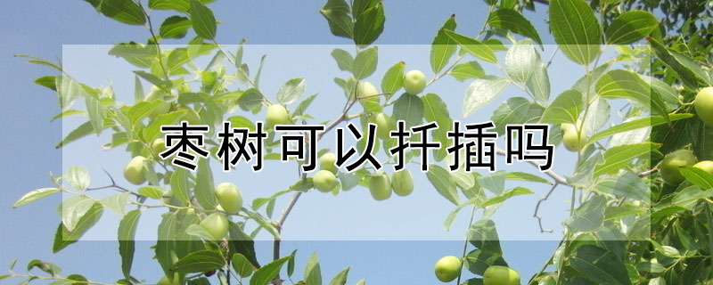 棗樹可以扡插嗎