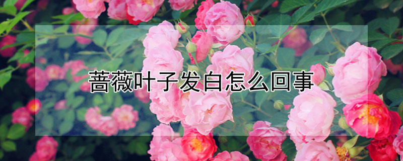 薔薇葉子發白怎麼回事