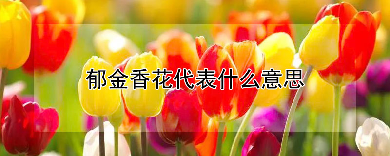 鬱金香花代表什麼意思