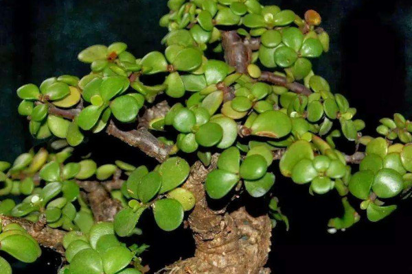 金枝玉葉夏天怎麼澆水