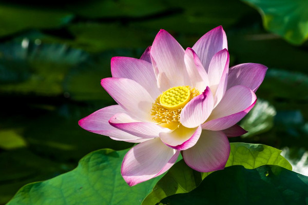 蓮花種子怎麼種植方法