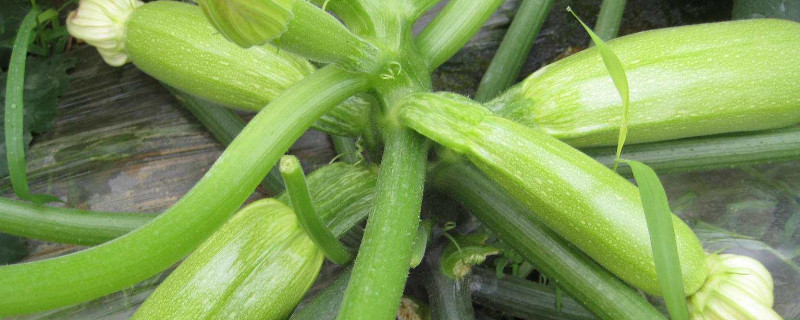 露地西葫蘆種植技術