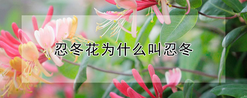 忍冬花為什麼叫忍冬