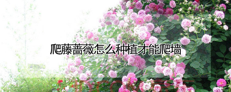 爬藤薔薇怎麼種植才能爬牆