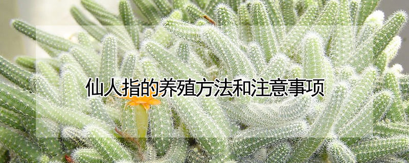 仙人指的養殖方法和注意事項