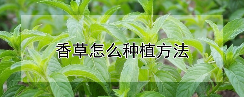 香草怎麼種植方法