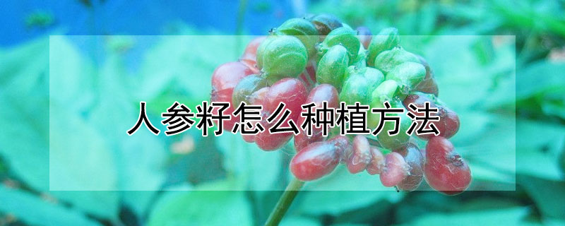 人參籽怎麼種植方法