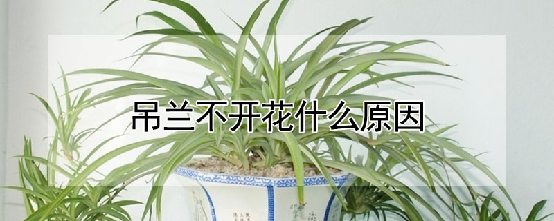 吊蘭不開花什麼原因