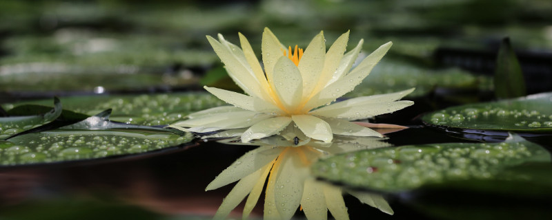 睡蓮種子怎麼發芽