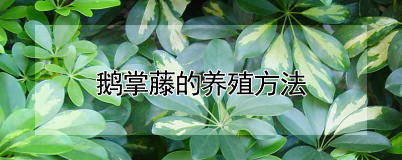 鵝掌藤的養殖方法