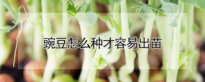 豌豆怎麼種才容易出苗