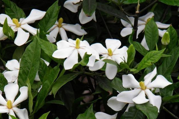 梔子花花苞不開怎麼辦