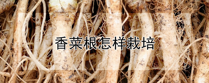 香菜根怎樣栽培