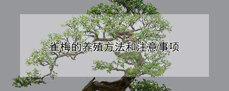 雀梅的養殖方法和注意事項