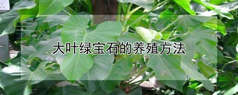 大葉綠寶石的養殖方法