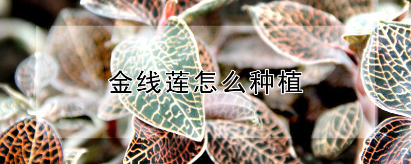 金線蓮怎麼種植